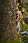 A European brown bear looks at the camera from behind a tree in Notranjska forest-Slovenia Art Print